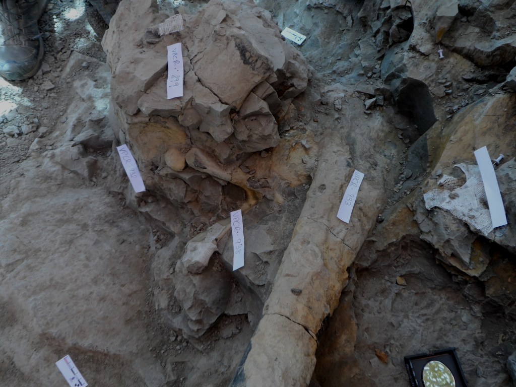 Huesos yacimientos excavación dinosaurios Torrelara